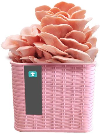 Pink oyster growing kit